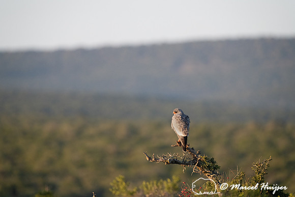 Southern pale chanting goshawk (Melierax canorus), Addo Elephant
