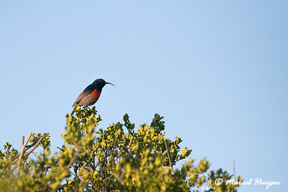 Southern double-collared sunbird or lesser double-collared sunbi