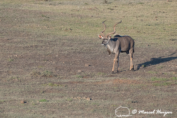 Greater kudu (Tragelaphus strepsiceros), Addo Elephant National
