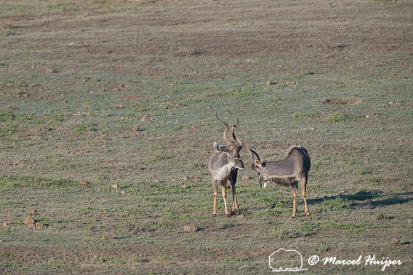 Greater kudu (Tragelaphus strepsiceros), Addo Elephant National