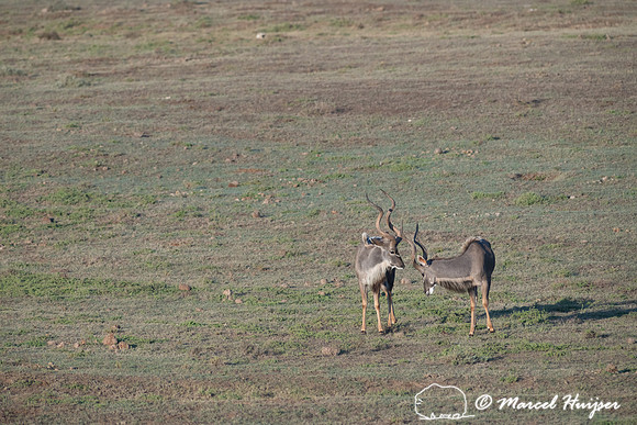 Greater kudu (Tragelaphus strepsiceros), Addo Elephant National