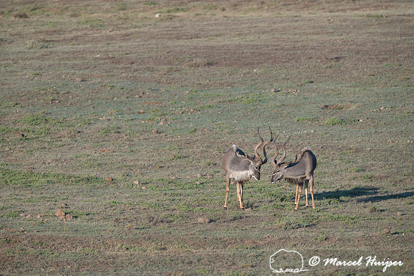 Greater kudu (Tragelaphus strepsiceros), Addo Elephant National