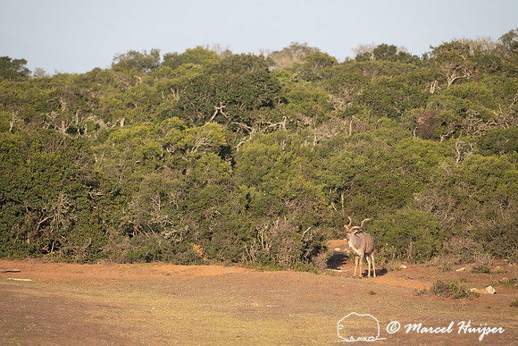 Greater kudu (Tragelaphus strepsiceros), Addo Elephant National