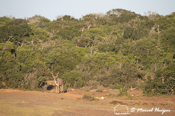 Greater kudu (Tragelaphus strepsiceros), Addo Elephant National