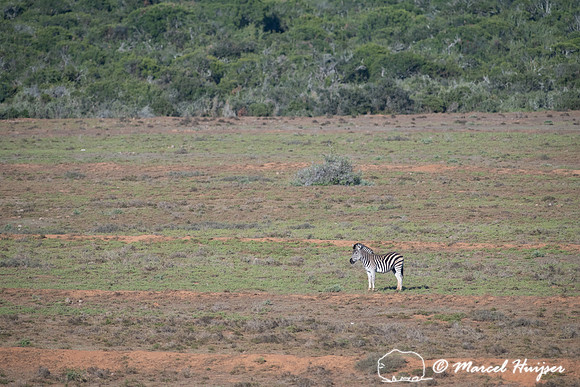 Burchell's zebra (Equus quagga burchellii), a southern subspecie
