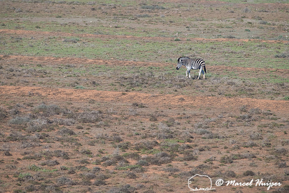 Burchell's zebra (Equus quagga burchellii), a southern subspecie