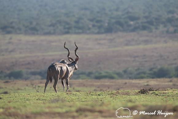 Greater kudu (Tragelaphus strepsiceros), Addo Elephant National