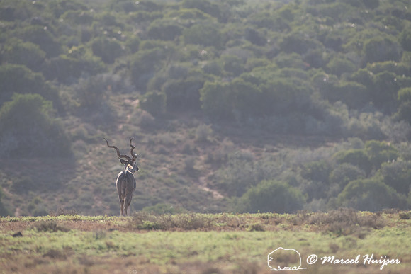 Greater kudu (Tragelaphus strepsiceros), Addo Elephant National