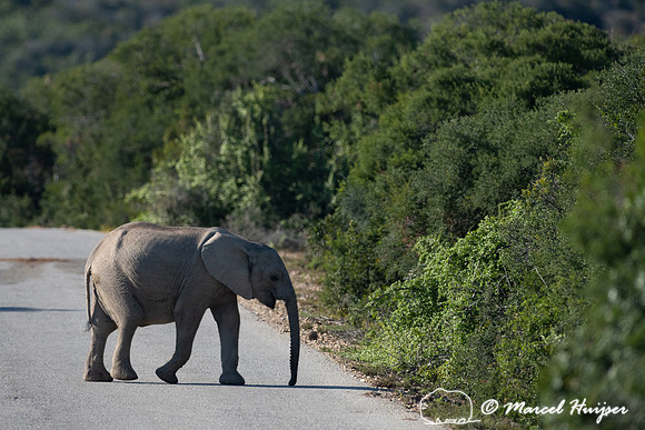 African bush elephant (Loxodonta africana), Addo Elephant Nation