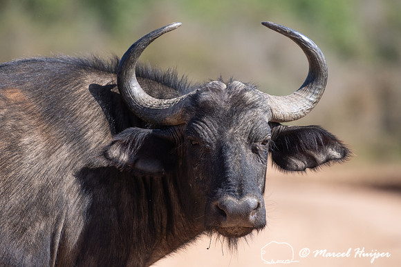 Cape buffalo (Syncerus caffer), Addo Elephant National Park, Eas