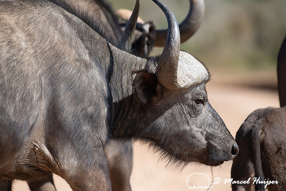 Cape buffalo (Syncerus caffer), Addo Elephant National Park, Eas