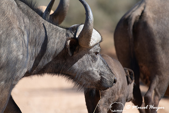 Cape buffalo (Syncerus caffer), Addo Elephant National Park, Eas