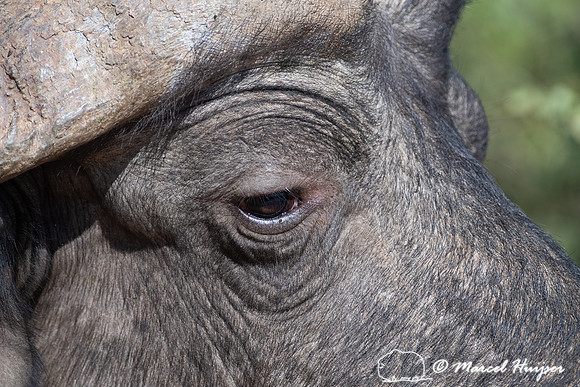 Cape buffalo (Syncerus caffer), Addo Elephant National Park, Eas
