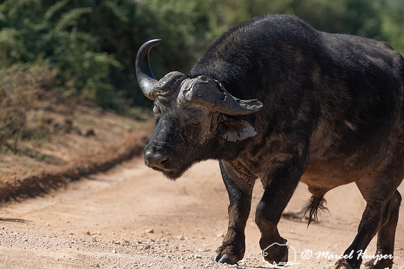 Cape buffalo (Syncerus caffer), Addo Elephant National Park, Eas