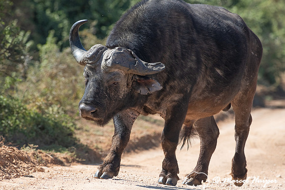 Cape buffalo (Syncerus caffer), Addo Elephant National Park, Eas