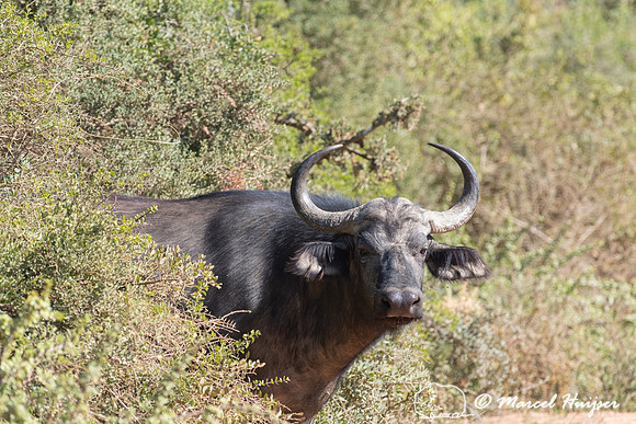 Cape buffalo (Syncerus caffer), Addo Elephant National Park, Eas