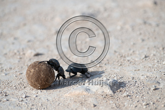 Flightless dung beetles fighting over dung ball on dirt road (Ci