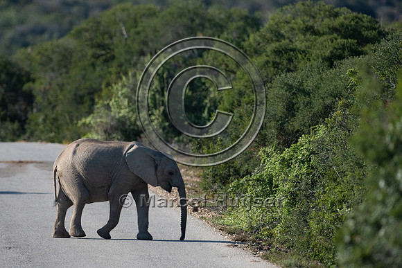 African bush elephant (Loxodonta africana), Addo Elephant Nation