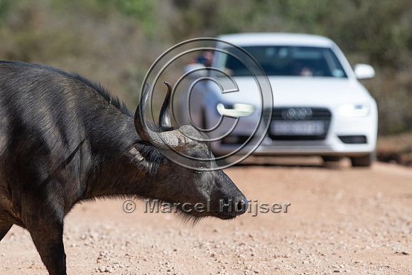 Cape buffalo (Syncerus caffer), Addo Elephant National Park, Eas