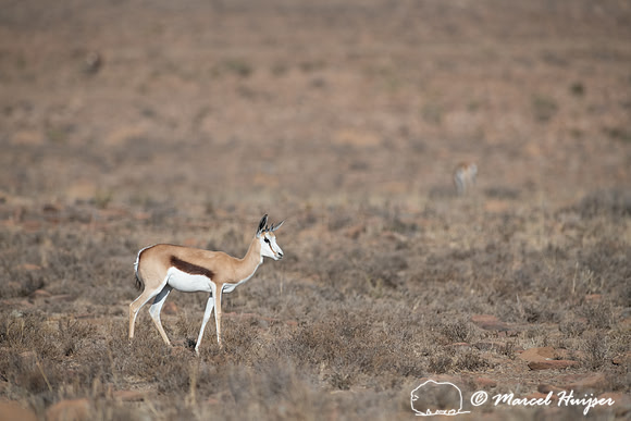 Springbok (Antidorcas marsupialis), Mountain Zebra National Park