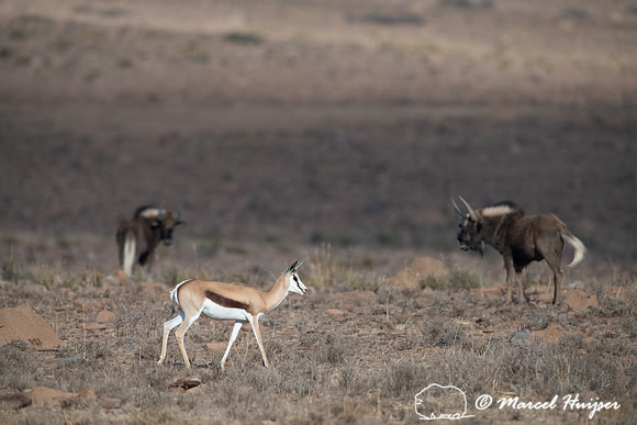 Springbok (Antidorcas marsupialis), Mountain Zebra National Park