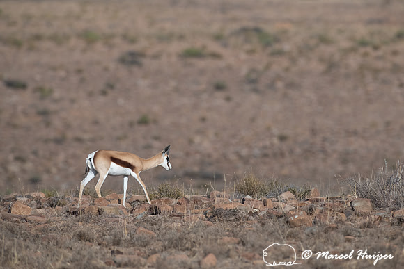 Springbok (Antidorcas marsupialis), Mountain Zebra National Park