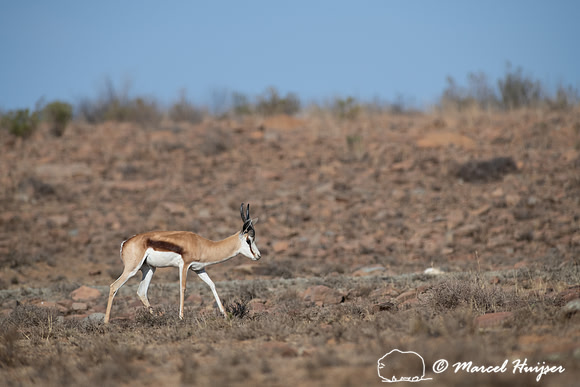 Springbok (Antidorcas marsupialis), Mountain Zebra National Park