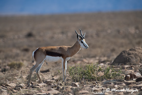 Springbok (Antidorcas marsupialis), Mountain Zebra National Park