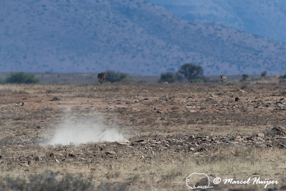 Cape mountain zebra (Equus zebra zebra), Mountain Zebra National