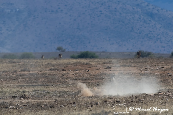 Cape mountain zebra (Equus zebra zebra), Mountain Zebra National