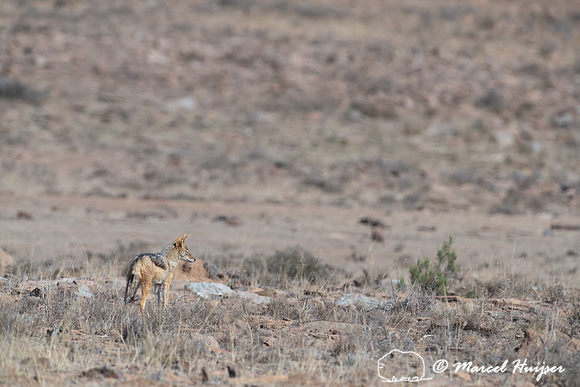 Black-backed jackal (Canis mesomelas), Mountain Zebra National P