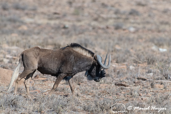 Black wildebeest (Connochaetes gnou), Mountain Zebra National Pa