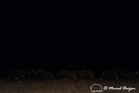 Black wildebeest (Connochaetes gnou), Mountain Zebra National Pa