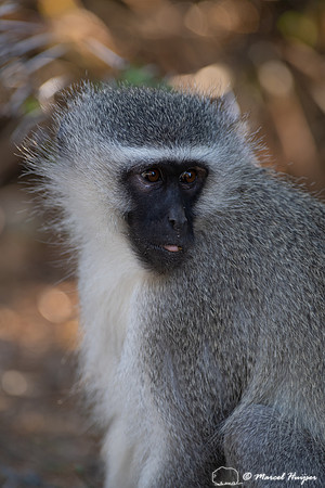 Vervet monkey (Chlorocebus pygerythrus), or simply vervet, Mount