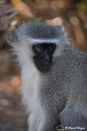 Vervet monkey (Chlorocebus pygerythrus), or simply vervet, Mount