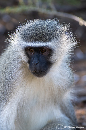 Vervet monkey (Chlorocebus pygerythrus), or simply vervet, Mount