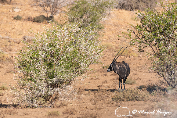 Gemsbok or South African oryx (Oryx gazella), Mountain Zebra Nat