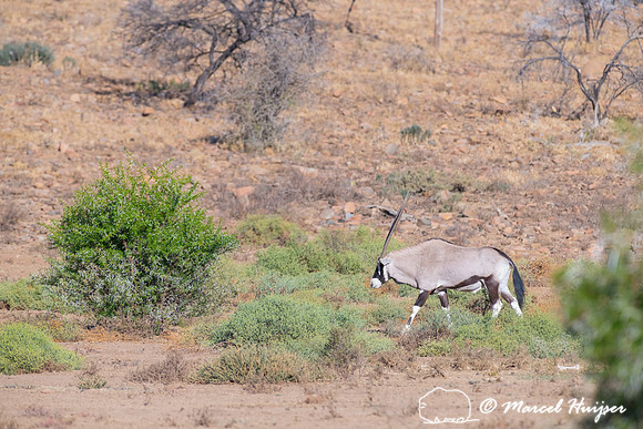Gemsbok or South African oryx (Oryx gazella), Mountain Zebra Nat