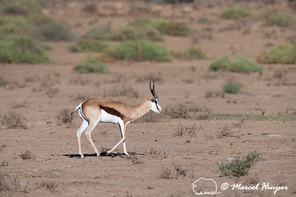 Springbok (Antidorcas marsupialis), Mountain Zebra National Park