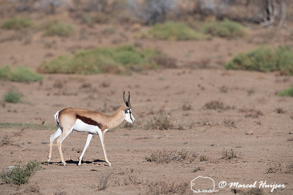 Springbok (Antidorcas marsupialis), Mountain Zebra National Park