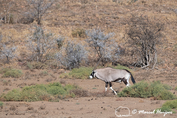 Gemsbok or South African oryx (Oryx gazella), Mountain Zebra Nat