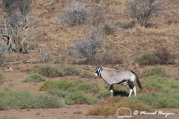 Gemsbok or South African oryx (Oryx gazella), Mountain Zebra Nat