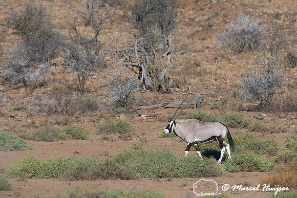 Gemsbok or South African oryx (Oryx gazella), Mountain Zebra Nat