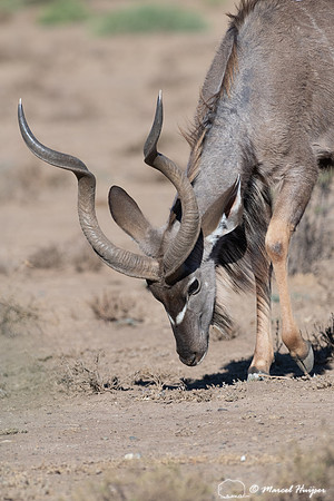 Greater kudu (Tragelaphus strepsiceros), Mountain Zebra National