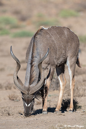 Greater kudu (Tragelaphus strepsiceros), Mountain Zebra National