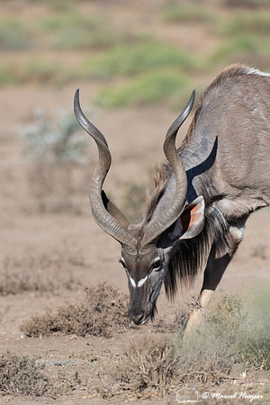 Greater kudu (Tragelaphus strepsiceros), Mountain Zebra National