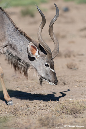 Greater kudu (Tragelaphus strepsiceros), Mountain Zebra National