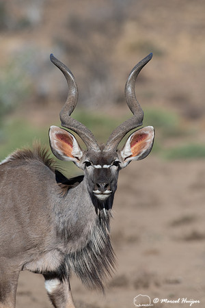 Greater kudu (Tragelaphus strepsiceros), Mountain Zebra National