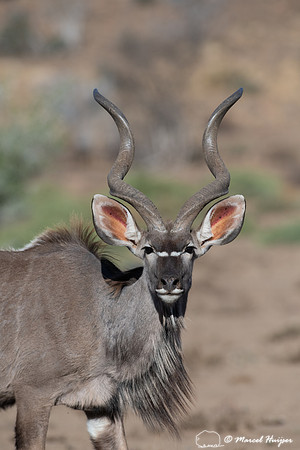 Greater kudu (Tragelaphus strepsiceros), Mountain Zebra National