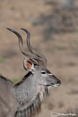 Greater kudu (Tragelaphus strepsiceros), Mountain Zebra National